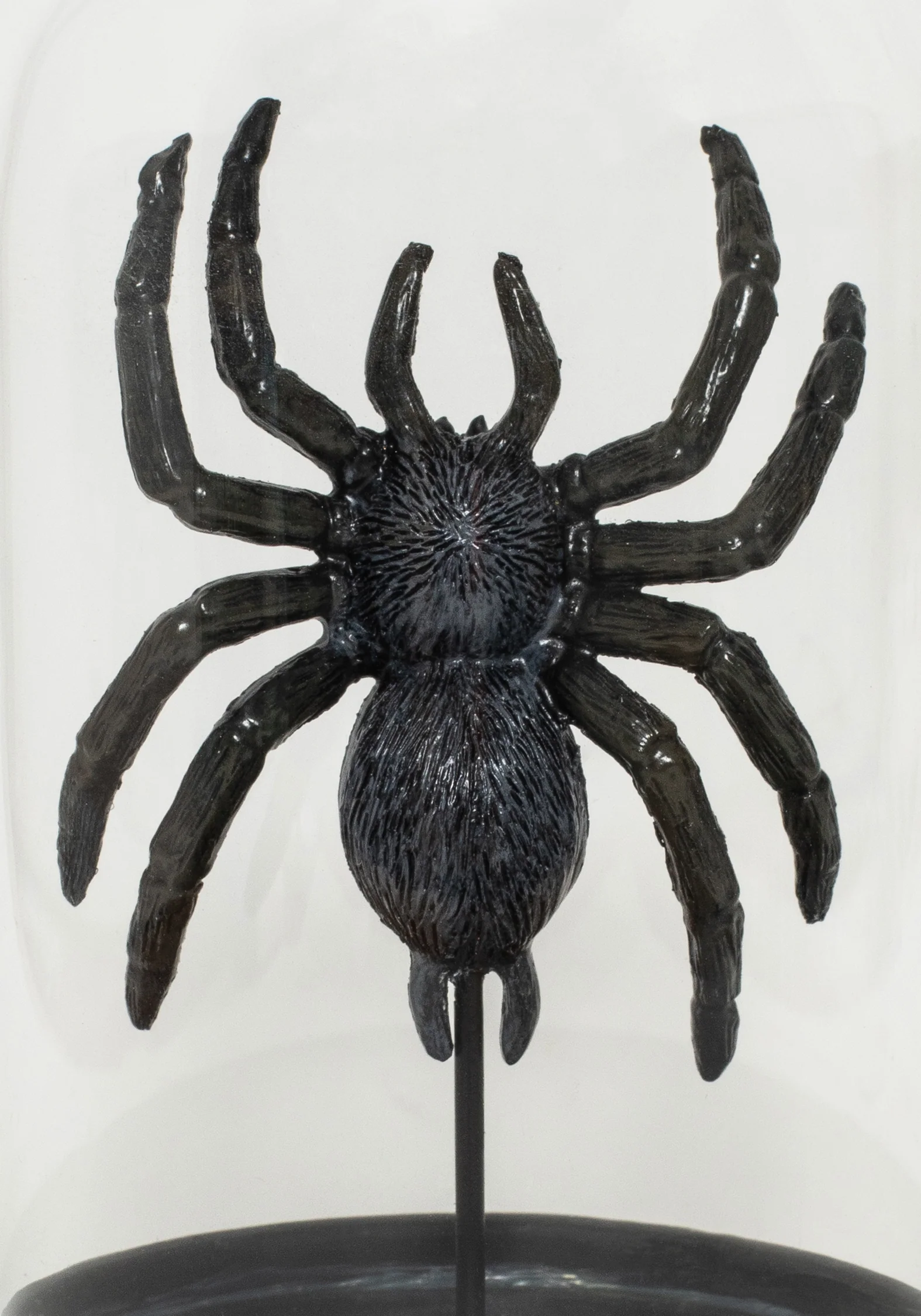 Arachne Spider In Jar - Image 3